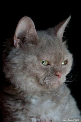 Abracadabra Selkirk Rex